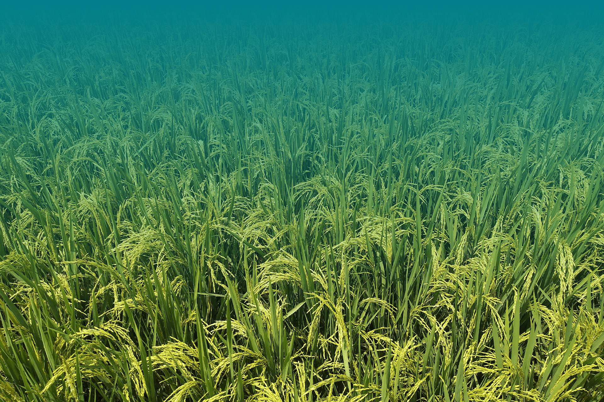 RZQ 1121 Basmati 4 x 10kg (40kg) - Image 3